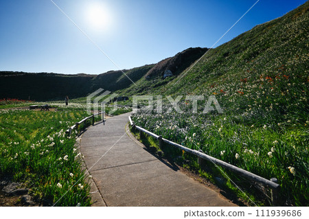 水仙花花田和遠處的山 水仙花花田和遠處的山 111939686