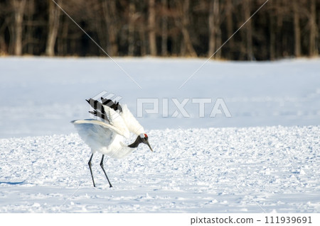 丹頂鶴練習跳台滑雪 111939691