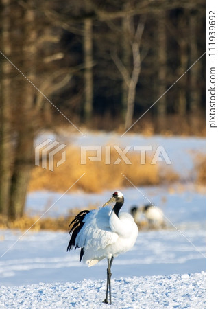 丹頂鶴美麗的姿勢 丹頂鶴美麗的姿勢 111939692