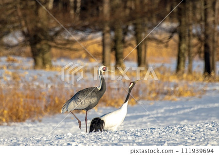飛翔的真鶴與丹頂鶴相處得很好。 飛翔的真鶴與丹頂鶴相處得很好。 111939694