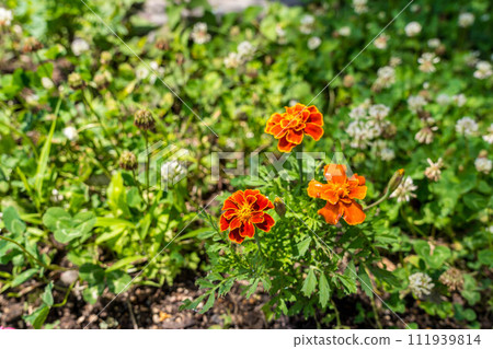 French marigolds blooming in the garden ~The scent of early summer~ French marigolds blooming in the garden ~The scent of early summer~ 111939814