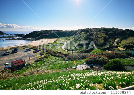 Daffodil colony and Tsumekizaki lighthouse Daffodil colony and Tsumekizaki lighthouse 111939874