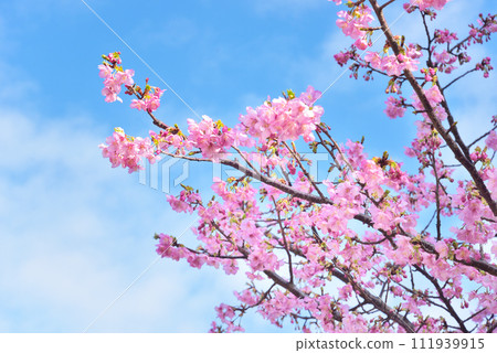 Kawazu cherry blossoms in full bloom Kawazu cherry blossoms in full bloom 111939915