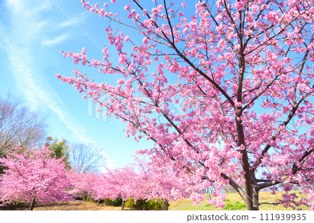 Kawazu cherry blossoms in full bloom 111939935
