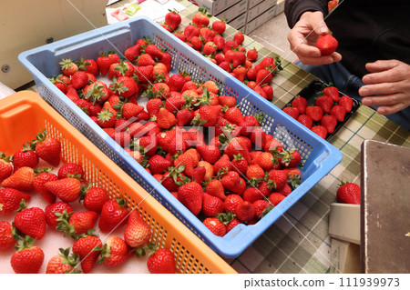 strawberries sold at the market 111939973