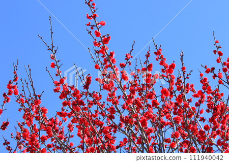 鮮紅的梅花鹿兒島紅 鮮紅的梅花鹿兒島紅 111940042