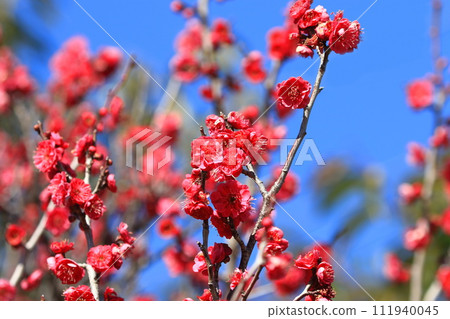 鮮紅的梅花鹿兒島紅 鮮紅的梅花鹿兒島紅 111940045