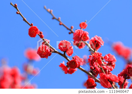 鮮紅的梅花鹿兒島紅 111940047