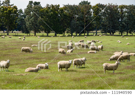 new zealand sheep farm new zealand sheep farm 111940590