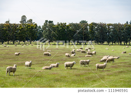new zealand sheep farm new zealand sheep farm 111940591