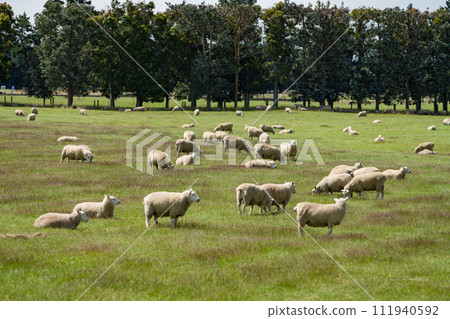 new zealand sheep farm new zealand sheep farm 111940592