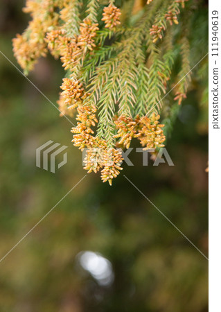 雪松花粉（雪松雄花和花粉）文本空間 111940619