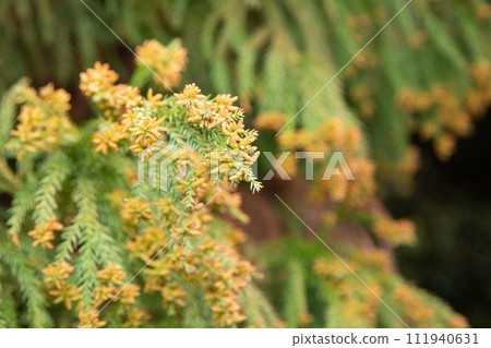 雪松花粉（雪松雄花和花粉） 111940631