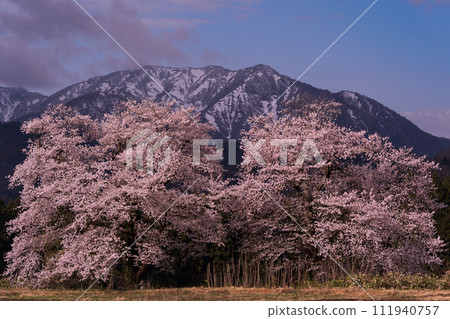 在盛開的夫婦櫻花 111940757