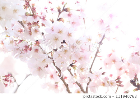 櫻花特寫/春天圖像 111940768