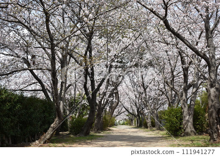 甲子園口/武庫川櫻花/兵庫縣西宮市 甲子園口/武庫川櫻花/兵庫縣西宮市 111941277