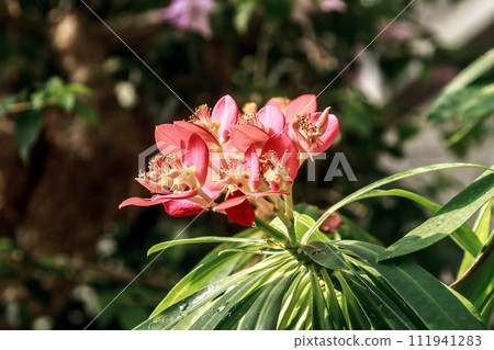 Eufornia punicea, also known as Jamaican poinsettia Eufornia punicea, also known as Jamaican poinsettia 111941283