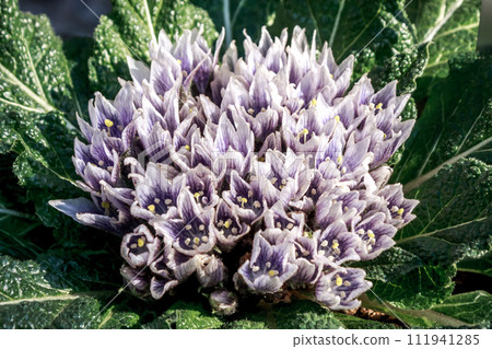 有趣的鐘形花瓣的曼德拉草 [茄科] 111941285