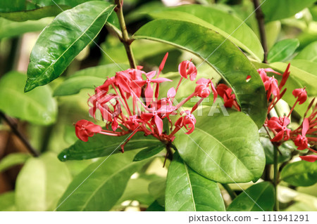 Santanka with vivid flower color [Rubiaceae] 111941291
