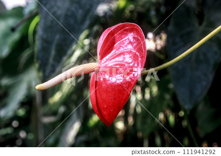 Anthurium flowers are unique with their protruding rod-shaped inflorescences. Anthurium flowers are unique with their protruding rod-shaped inflorescences. 111941292