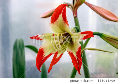 domino kaktus Domino Cactus Echinopsis Succulent | Birthday Gift for Succulent Lover
