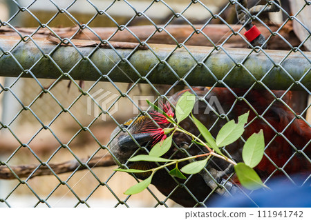 new zealand bird kaka 111941742
