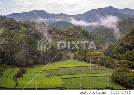 Tea plantation in Okuoi in the morning mist 111941787