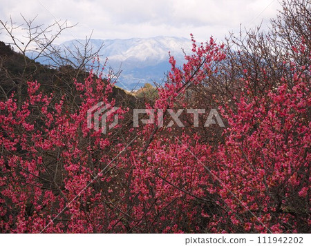View from Kanao plum grove in Nara Prefecture 111942202