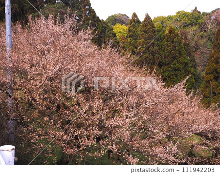 View from Kanao plum grove in Nara Prefecture 111942203