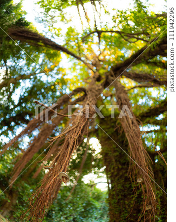 感覺活力的植物 感覺活力的植物 111942296