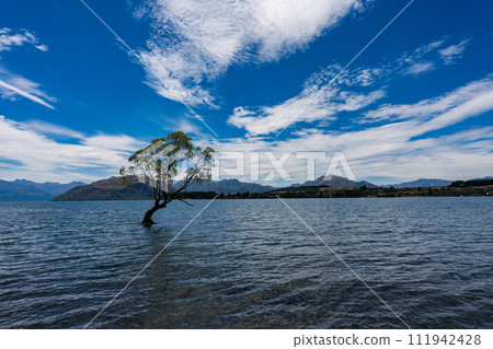Wanaka Tree at Lake Wanaka 111942428