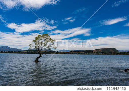 Wanaka Tree at Lake Wanaka 111942430
