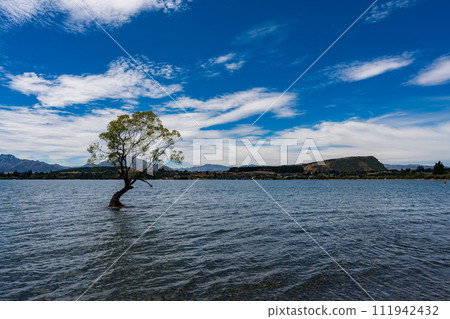 Wanaka Tree at Lake Wanaka 111942432