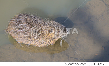 Nutria in irrigation canal Nutria in irrigation canal 111942570
