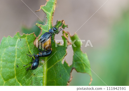 交配 Kogatarurihamushi 111942591