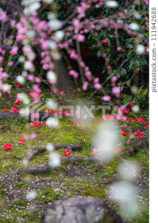 京都城南宮神社 垂梅與落山茶 111942688