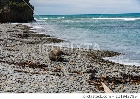 紐西蘭海岸的野生海獅 紐西蘭海岸的野生海獅 111942789