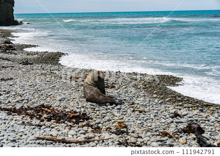 紐西蘭海岸的野生海獅 紐西蘭海岸的野生海獅 111942791