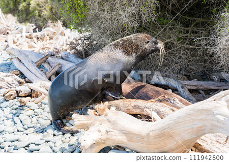 紐西蘭海岸的野生海獅 111942800