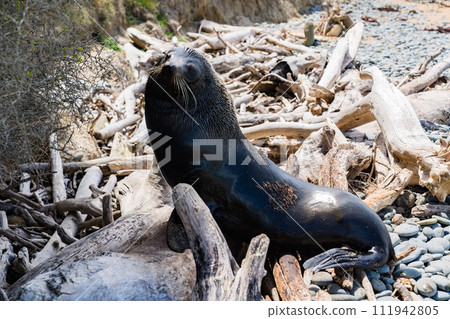 紐西蘭海岸的野生海獅 紐西蘭海岸的野生海獅 111942805