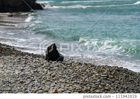紐西蘭海岸的野生海獅 紐西蘭海岸的野生海獅 111942819