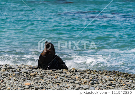 紐西蘭海岸的野生海獅 111942820