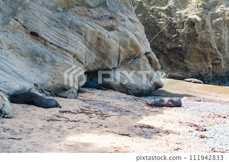 紐西蘭海岸的野生海獅 紐西蘭海岸的野生海獅 111942833