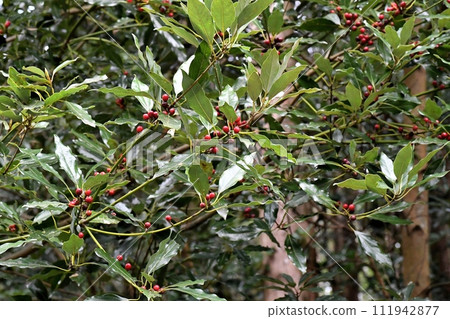 Shirodamo noodles 111942877