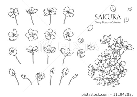 櫻花手繪線描插圖(單色) 櫻花手繪線描插圖(單色) 111942883