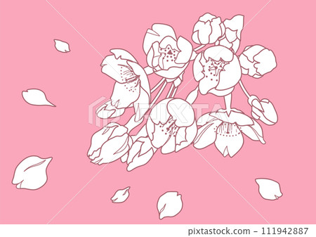 Hand drawn cherry blossom flower line drawing illustration Hand drawn cherry blossom flower line drawing illustration 111942887