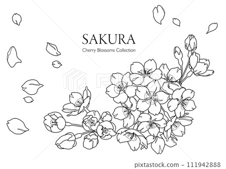 Hand-drawn line drawing illustration of cherry blossoms (monochrome) 111942888