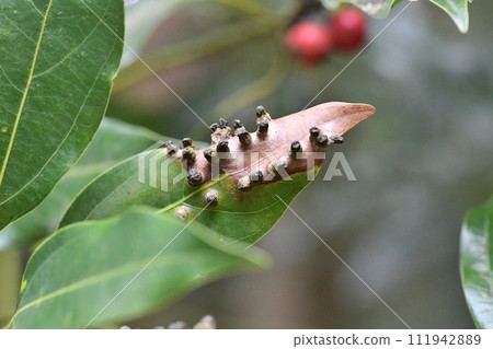 Insect gall of Shirodamota fly 111942889