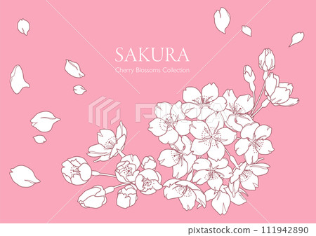 Hand drawn cherry blossom flower line drawing illustration 111942890