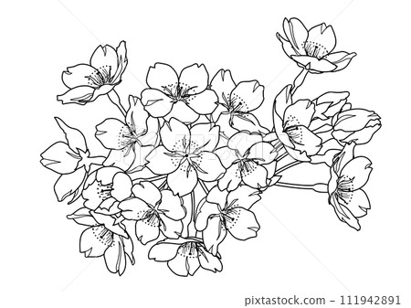 Hand-drawn line drawing illustration of cherry blossoms (monochrome) 111942891